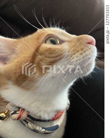 猫の横顔 127701815