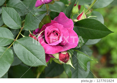 イントゥリーグ イントゥリーグ 127701824