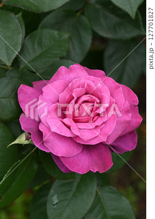 イントゥリーグ イントゥリーグ 127701827