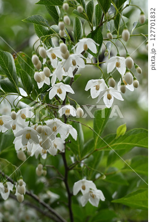 エゴノキの花 エゴノキの花 127701832