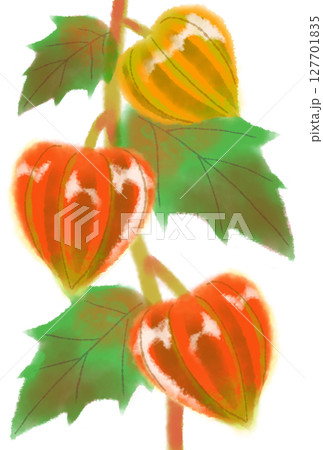 色付いたほおずき 色付いたほおずき 127701835