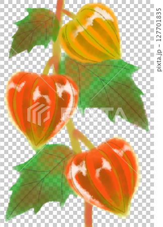 色付いたほおずき 色付いたほおずき 127701835