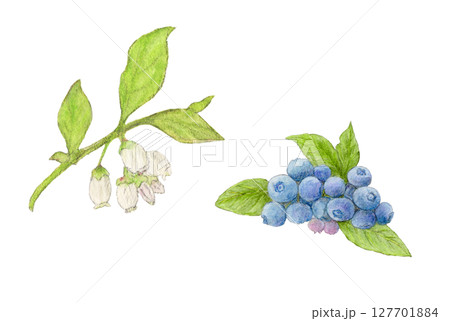 ブルーベリーとブルーベリーの花 水彩色鉛筆イラスト ブルーベリーとブルーベリーの花 水彩色鉛筆イラスト 127701884