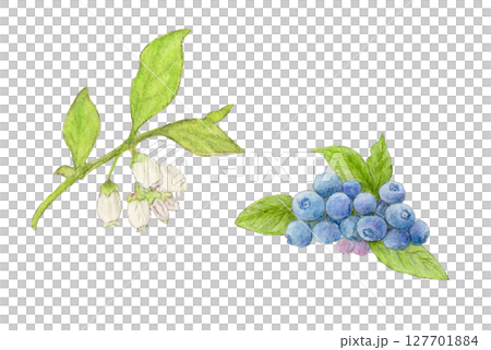 藍莓和藍莓花水彩鉛筆插圖 藍莓和藍莓花水彩鉛筆插圖 127701884