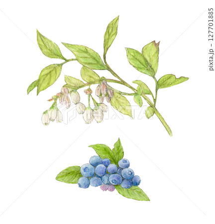 ブルーベリーとブルーベリーの花　水彩色鉛筆イラスト 127701885