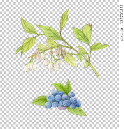 ブルーベリーとブルーベリーの花　水彩色鉛筆イラスト 127701885