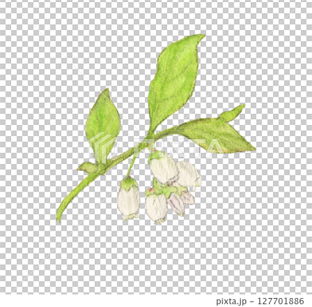 花のついたブルーベリーの枝　水彩色鉛筆イラスト 127701886