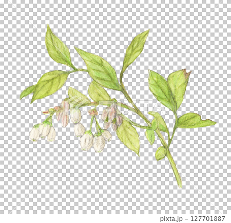 花のついたブルーベリーの枝　水彩色鉛筆イラスト 127701887