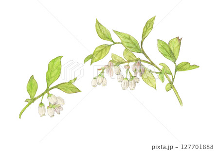 ブルーベリーの花のついた枝　水彩色鉛筆イラスト 127701888