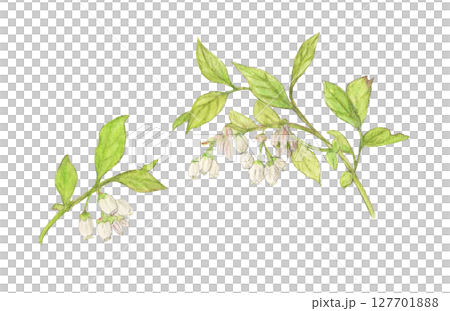 ブルーベリーの花のついた枝　水彩色鉛筆イラスト 127701888