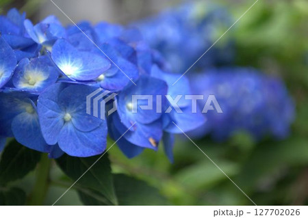 青い紫陽花 青い紫陽花 127702026