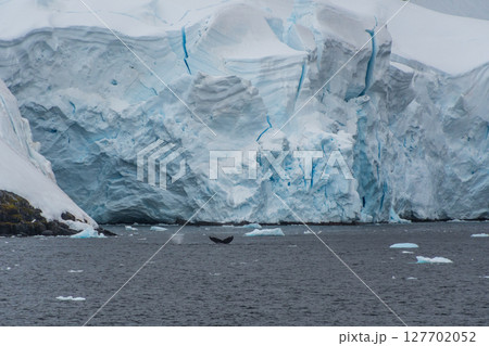 Antarctic landscape with a diving whale Antarctic landscape with a diving whale 127702052
