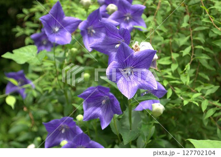 紫色の綺麗なキキョウの花 紫色の綺麗なキキョウの花 127702104
