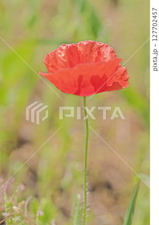 家の周りの草花　四季の色々　初夏の公園の花畑に鮮やかな色とりどりのポピーの花が咲き始めました 127702457