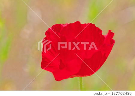 家の周りの草花　四季の色々　初夏の公園の花畑に鮮やかな色とりどりのポピーの花が咲き始めました 127702459