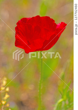 家の周りの草花 四季の色々 初夏の公園の花畑に鮮やかな色とりどりのポピーの花が咲き始めました 家の周りの草花 四季の色々 初夏の公園の花畑に鮮やかな色とりどりのポピーの花が咲き始めました 127702460