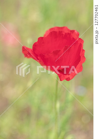 家の周りの草花　四季の色々　初夏の公園の花畑に鮮やかな色とりどりのポピーの花が咲き始めました 127702461