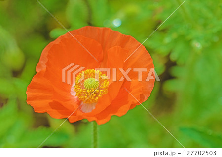 家の周りの草花　四季の色々　初夏の公園の花畑に鮮やかな色とりどりのポピーの花が咲き始めました 127702503