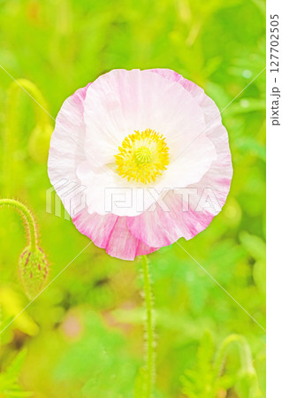 家の周りの草花 四季の色々 初夏の公園の花畑に鮮やかな色とりどりのポピーの花が咲き始めました 家の周りの草花 四季の色々 初夏の公園の花畑に鮮やかな色とりどりのポピーの花が咲き始めました 127702505