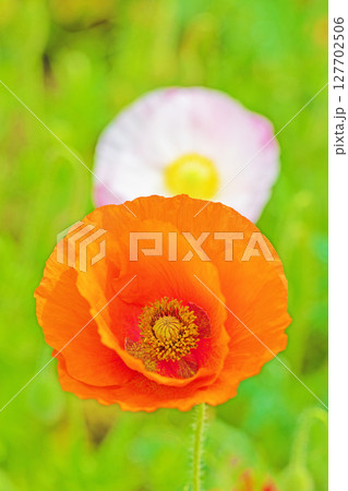 家の周りの草花 四季の色々 初夏の公園の花畑に鮮やかな色とりどりのポピーの花が咲き始めました 家の周りの草花 四季の色々 初夏の公園の花畑に鮮やかな色とりどりのポピーの花が咲き始めました 127702506