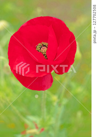 家の周りの草花　四季の色々　初夏の公園の花畑に鮮やかな色とりどりのポピーの花が咲き始めました 127702508