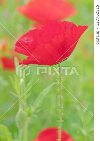 家の周りの草花 四季の色々 初夏の公園の花畑に鮮やかな色とりどりのポピーの花が咲き始めました 家の周りの草花 四季の色々 初夏の公園の花畑に鮮やかな色とりどりのポピーの花が咲き始めました 127702515