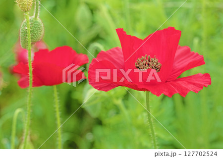 家の周りの草花 四季の色々 初夏の公園の花畑に鮮やかな色とりどりのポピーの花が咲き始めました 家の周りの草花 四季の色々 初夏の公園の花畑に鮮やかな色とりどりのポピーの花が咲き始めました 127702524