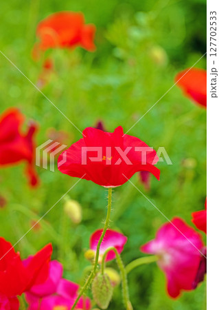 家の周りの草花　四季の色々　初夏の公園の花畑に鮮やかな色とりどりのポピーの花が咲き始めました 127702533