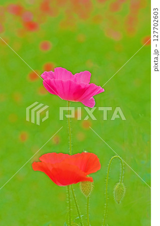 家の周りの草花　四季の色々　初夏の公園の花畑に鮮やかな色とりどりのポピーの花が咲き始めました 127702603