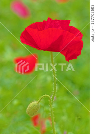 家の周りの草花 四季の色々 初夏の公園の花畑に鮮やかな色とりどりのポピーの花が咲き始めました 家の周りの草花 四季の色々 初夏の公園の花畑に鮮やかな色とりどりのポピーの花が咲き始めました 127702605
