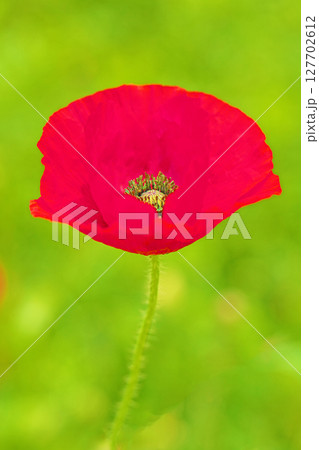 家の周りの草花　四季の色々　初夏の公園の花畑に鮮やかな色とりどりのポピーの花が咲き始めました 127702612