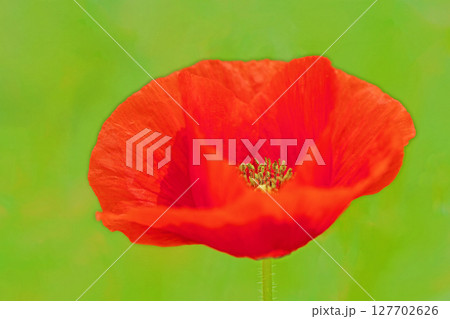 家の周りの草花　四季の色々　初夏の公園の花畑に鮮やかな色とりどりのポピーの花が咲き始めました 127702626