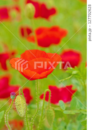 家の周りの草花　四季の色々　初夏の公園の花畑に鮮やかな色とりどりのポピーの花が咲き始めました 127702628