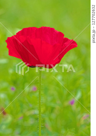 家の周りの草花　四季の色々　初夏の公園の花畑に鮮やかな色とりどりのポピーの花が咲き始めました 127702632