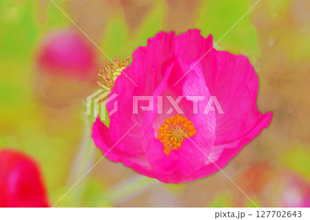 家の周りの草花 四季の色々 初夏の公園の花畑に鮮やかな色とりどりのポピーの花が咲き始めました 家の周りの草花 四季の色々 初夏の公園の花畑に鮮やかな色とりどりのポピーの花が咲き始めました 127702643