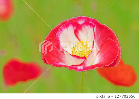 家の周りの草花　四季の色々　初夏の公園の花畑に鮮やかな色とりどりのポピーの花が咲き始めました 127702656