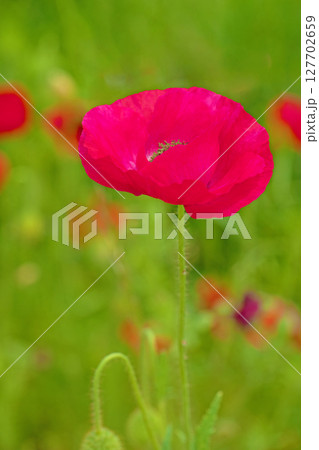家の周りの草花　四季の色々　初夏の公園の花畑に鮮やかな色とりどりのポピーの花が咲き始めました 127702659