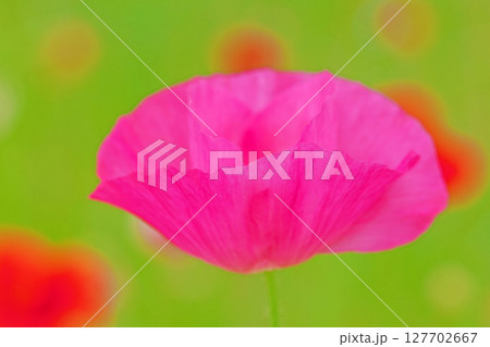 家の周りの草花　四季の色々　初夏の公園の花畑に鮮やかな色とりどりのポピーの花が咲き始めました 127702667