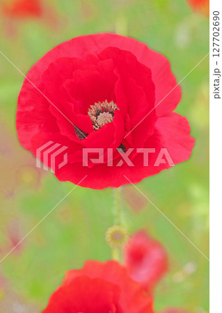 家の周りの草花　四季の色々　初夏の公園の花畑に鮮やかな色とりどりのポピーの花が咲き始めました 127702690