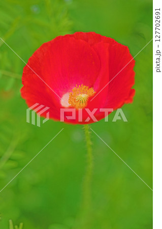 家の周りの草花　四季の色々　初夏の公園の花畑に鮮やかな色とりどりのポピーの花が咲き始めました 127702691