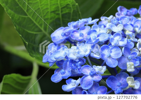 満開の紫陽花 127702776