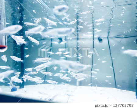 水槽の中を泳ぐメダカの群れ 水槽の中を泳ぐメダカの群れ 127702798