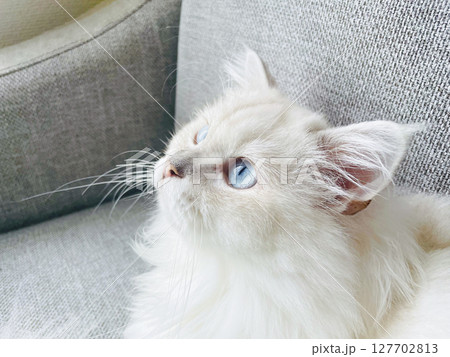 白い長毛種の猫 白い長毛種の猫 127702813