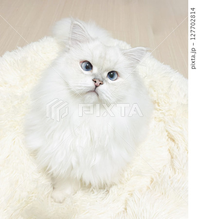 白い長毛種の猫 白い長毛種の猫 127702814