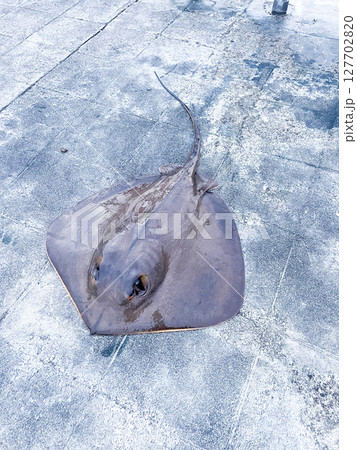 釣り上げられたアカエイ 127702820