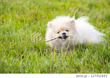 White Pomeranian Dog Playing in Green Grass with Stick, Happy Puppy Having Fun Outdoors. Cute Pet Portrait. 127702841