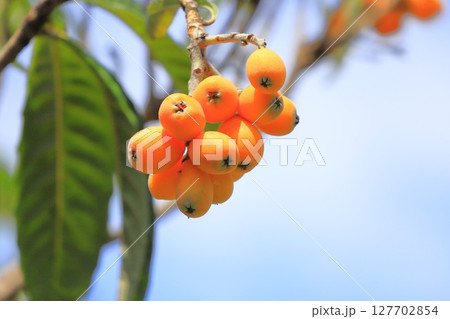 収穫期を迎えた枇杷（ビワ）の実 127702854