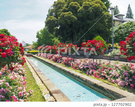 横浜　山手西洋館　外交官の家　庭園 127702902