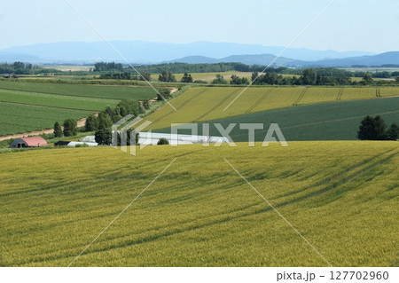 丘一面の麦畑 127702960