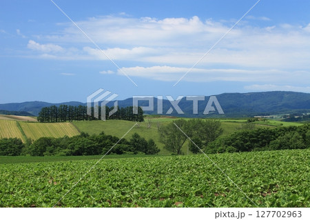 美瑛の農村地帯 127702963